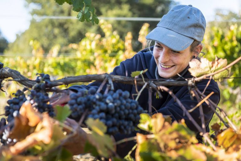 Vendanges à Mirabeau